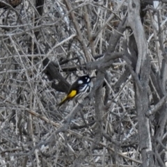 Phylidonyris novaehollandiae (New Holland Honeyeater) at Fyshwick, ACT - 17 Sep 2018 by RodDeb