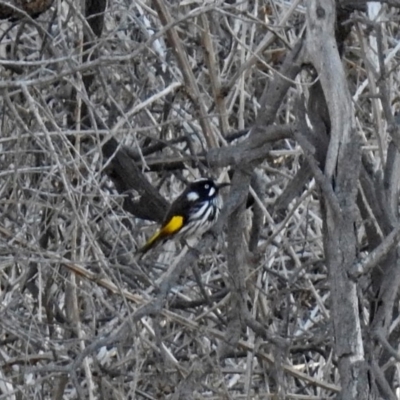 Phylidonyris novaehollandiae (New Holland Honeyeater) at Jerrabomberra Wetlands - 17 Sep 2018 by RodDeb