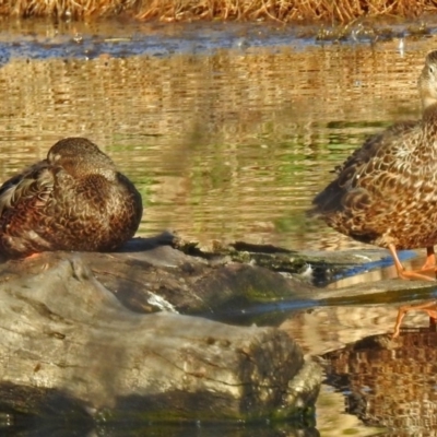 Spatula rhynchotis (Australasian Shoveler) at Fyshwick, ACT - 17 Sep 2018 by RodDeb