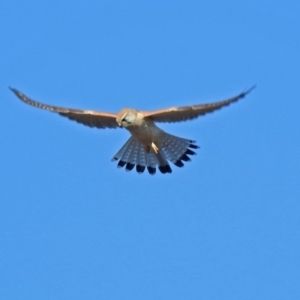 Falco cenchroides at Fyshwick Sewerage Treatment Plant - 17 Sep 2018