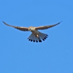 Falco cenchroides (Nankeen Kestrel) at Fyshwick, ACT - 17 Sep 2018 by RodDeb