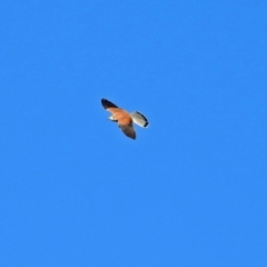 Falco cenchroides at Fyshwick Sewerage Treatment Plant - 17 Sep 2018 03:36 PM