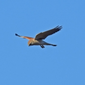 Falco cenchroides at Fyshwick Sewerage Treatment Plant - 17 Sep 2018 03:36 PM