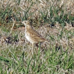 Anthus australis (Australian Pipit) at Fyshwick, ACT - 17 Sep 2018 by RodDeb