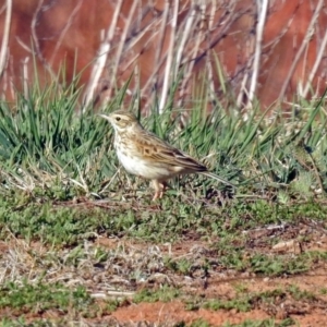 Anthus australis at Fyshwick Sewerage Treatment Plant - 17 Sep 2018 03:44 PM