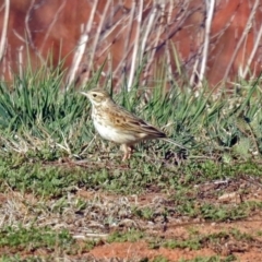 Anthus australis at Fyshwick Sewerage Treatment Plant - 17 Sep 2018