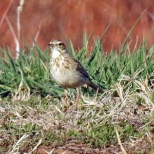 Anthus australis at Fyshwick Sewerage Treatment Plant - 17 Sep 2018 03:44 PM