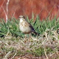 Anthus australis at Fyshwick Sewerage Treatment Plant - 17 Sep 2018