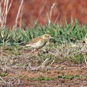 Anthus australis at Fyshwick Sewerage Treatment Plant - 17 Sep 2018