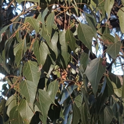 Brachychiton populneus subsp. populneus (Kurrajong) at Isaacs Ridge - 18 Sep 2018 by Mike