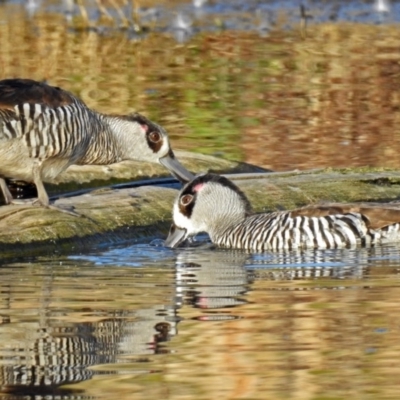 Malacorhynchus membranaceus (Pink-eared Duck) at Fyshwick, ACT - 17 Sep 2018 by RodDeb