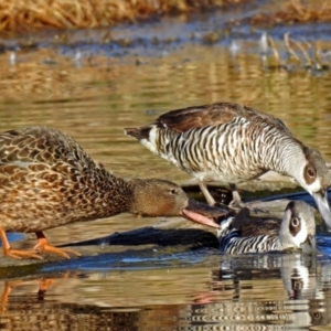 Malacorhynchus membranaceus at Fyshwick, ACT - 17 Sep 2018