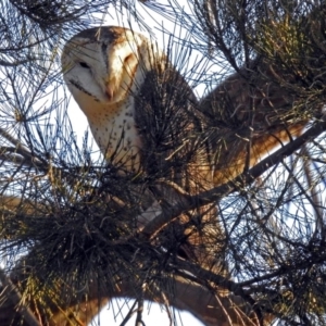 Tyto alba at Fyshwick, ACT - 17 Sep 2018 04:53 PM