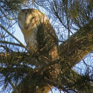 Tyto alba at Fyshwick, ACT - 17 Sep 2018