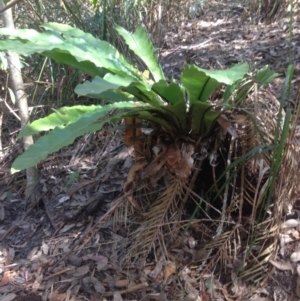 Asplenium australasicum at Corunna, NSW - suppressed