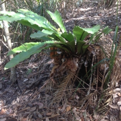 Asplenium australasicum (Bird's Nest Fern, Crow's Nest Fern) at Corunna, NSW - 18 Sep 2018 by Coven