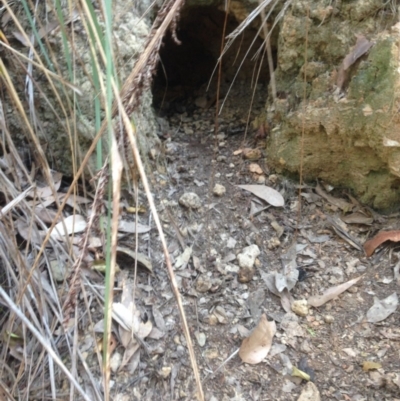 Vombatus ursinus (Common wombat, Bare-nosed Wombat) at Corunna State Forest - 18 Sep 2018 by Coven