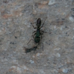 Rhytidoponera metallica (Greenhead ant) at Namadgi National Park - 2 Sep 2018 by SWishart
