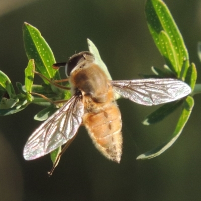 Trichophthalma punctata (Tangle-vein fly) at Gigerline Nature Reserve - 21 Dec 2014 by michaelb