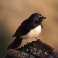 Rhipidura leucophrys (Willie Wagtail) at Molonglo, ACT - 11 Sep 2018 by MichaelBedingfield