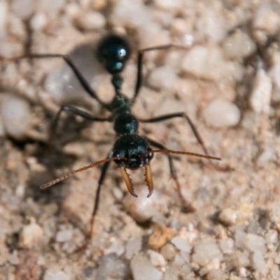 Myrmecia tarsata (Bull ant or Bulldog ant) at Paddys River, ACT - 5 Sep 2018 by SWishart