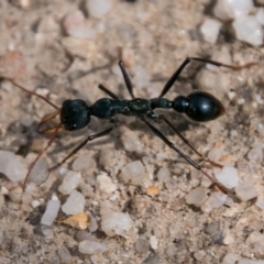 Myrmecia tarsata at Paddys River, ACT - 5 Sep 2018 12:50 PM