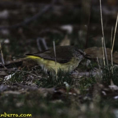 Acanthiza chrysorrhoa (Yellow-rumped Thornbill) at Deakin, ACT - 15 Sep 2018 by JonSteinbeck