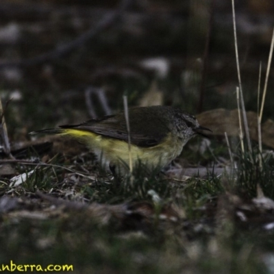 Acanthiza chrysorrhoa (Yellow-rumped Thornbill) at GG55 - 14 Sep 2018 by BIrdsinCanberra