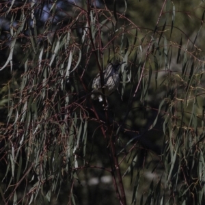 Anthochaera carunculata at Molonglo River Reserve - 16 Sep 2018