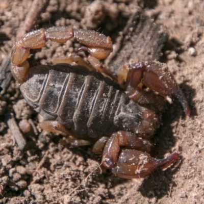 Urodacus manicatus (Black Rock Scorpion) at Cooleman Ridge - 16 Sep 2018 by SWishart