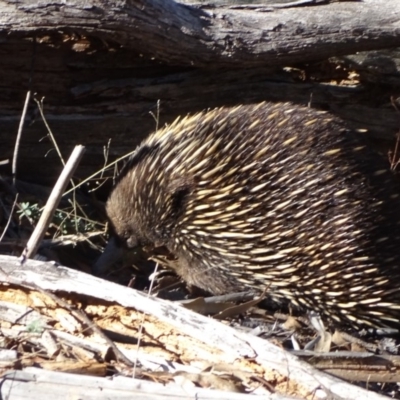 Tachyglossus aculeatus (Short-beaked Echidna) at Jerrabomberra, ACT - 18 Sep 2018 by Mike