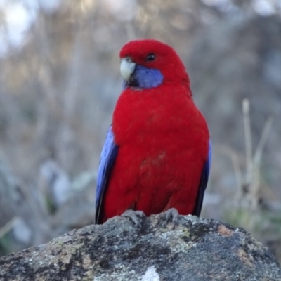 Platycercus elegans (Crimson Rosella) at Isaacs Ridge and Nearby - 18 Sep 2018 by Mike