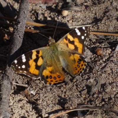 Vanessa kershawi (Australian Painted Lady) at Isaacs Ridge and Nearby - 18 Sep 2018 by Mike