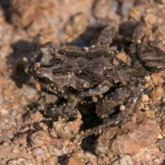 Crinia signifera (Common Eastern Froglet) at Jerrabomberra, ACT - 18 Sep 2018 by SWishart