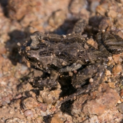 Crinia signifera (Common Eastern Froglet) at Callum Brae - 18 Sep 2018 by SWishart