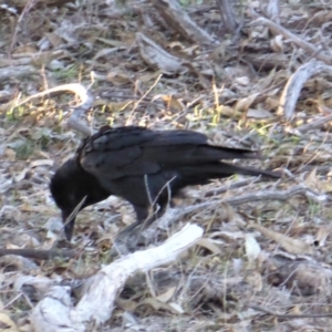 Corvus coronoides at Jerrabomberra, ACT - 18 Sep 2018
