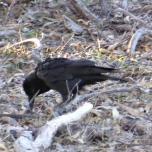 Corvus coronoides at Jerrabomberra, ACT - 18 Sep 2018 05:14 PM