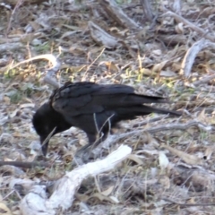 Corvus coronoides (Australian Raven) at Jerrabomberra, ACT - 18 Sep 2018 by Mike