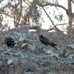 Corvus coronoides at Jerrabomberra, ACT - 18 Sep 2018