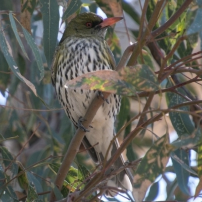 Oriolus sagittatus (Olive-backed Oriole) at Callum Brae - 18 Sep 2018 by SWishart