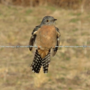 Cacomantis flabelliformis at Tharwa, ACT - 18 Sep 2018