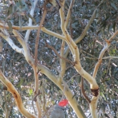 Callocephalon fimbriatum (Gang-gang Cockatoo) at Symonston, ACT - 18 Sep 2018 by CallumBraeRuralProperty