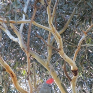 Callocephalon fimbriatum at Symonston, ACT - suppressed