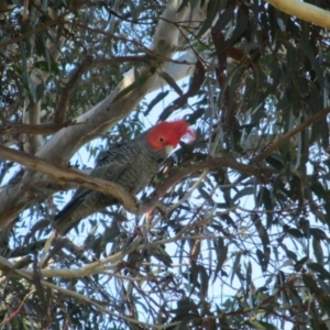 Callocephalon fimbriatum at Symonston, ACT - suppressed