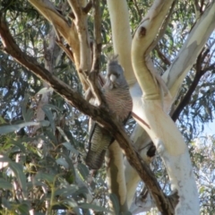 Callocephalon fimbriatum at Symonston, ACT - suppressed