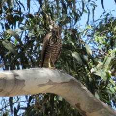 Tachyspiza fasciata (Brown Goshawk) at Symonston, ACT - 16 Feb 2018 by CallumBraeRuralProperty