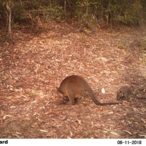 Wallabia bicolor at EDM Private Property - 11 Aug 2018 10:04 AM