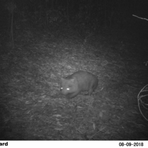 Vombatus ursinus at EDM Private Property - 9 Aug 2018 06:55 PM