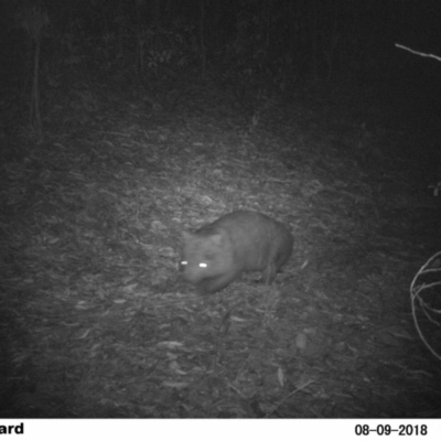 Vombatus ursinus (Common wombat, Bare-nosed Wombat) at EDM Private Property - 9 Aug 2018 by Margot