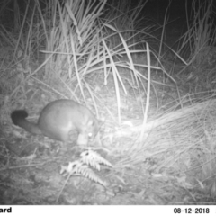 Trichosurus vulpecula (Common Brushtail Possum) at Undefined - 12 Aug 2018 by Margot